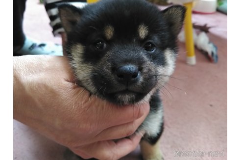 成約済の富山県の豆柴-317848の5枚目