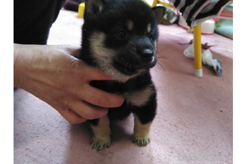 成約済の富山県の豆柴-317848の2枚目