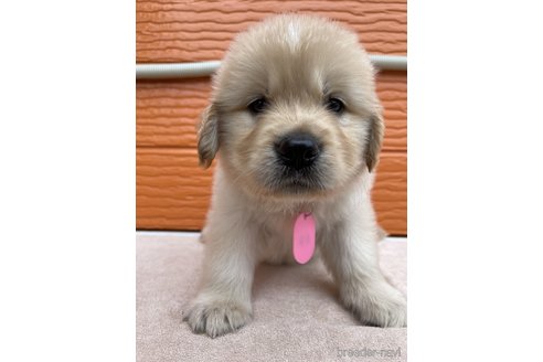 成約済の茨城県のゴールデンレトリーバー-317863の21枚目