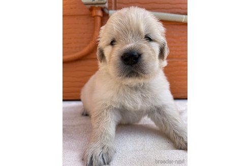成約済の茨城県のゴールデンレトリーバー-317867の11枚目