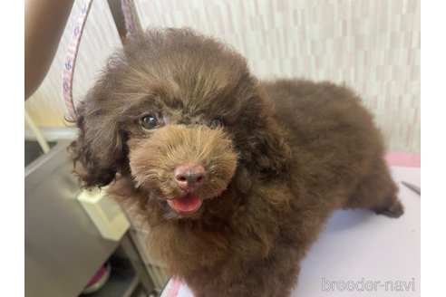 成約済の千葉県のトイプードル-303199の2枚目
