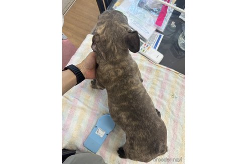 成約済の千葉県のフレンチブルドッグ-317892の9枚目