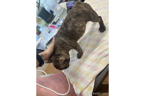 成約済の千葉県のフレンチブルドッグ-314175の13枚目