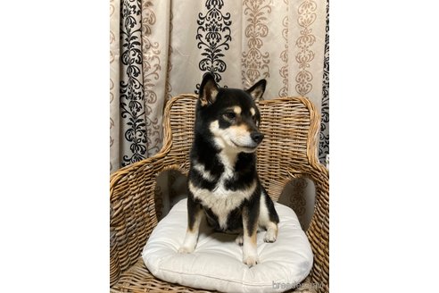 成約済の三重県の柴犬-318172の3枚目