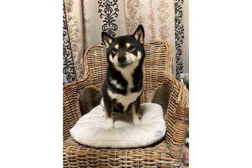 成約済の三重県の柴犬-318172の4枚目