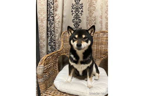 成約済の三重県の柴犬-318172の6枚目