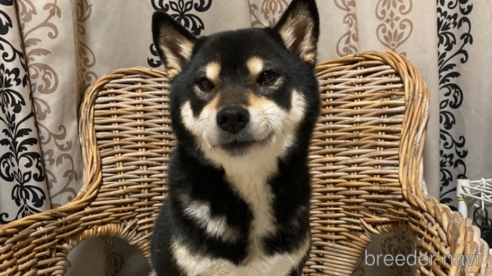 成約済の三重県の柴犬-318172の2枚目
