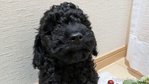 成約済の広島県のトイプードル-311253の42枚目