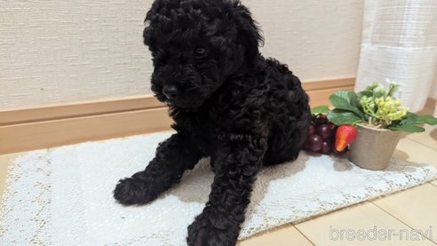 成約済の広島県のトイプードル-311253の45枚目