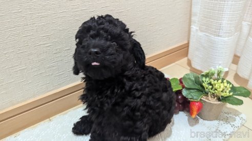 成約済の広島県のトイプードル-311253の40枚目