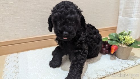 成約済の広島県のトイプードル-311253の39枚目
