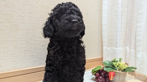 成約済の広島県のトイプードル-311253の37枚目