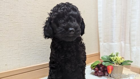 成約済の広島県のトイプードル-311253の38枚目