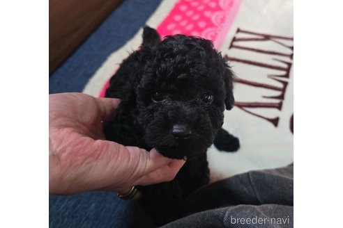 成約済の岡山県のトイプードル-311889の9枚目