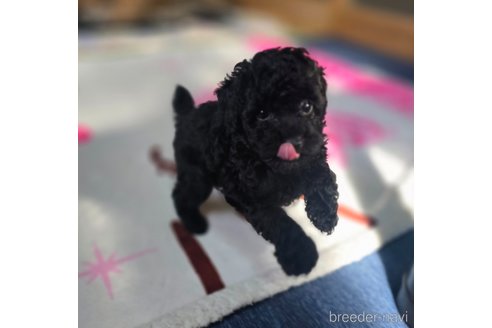 成約済の岡山県のトイプードル-311889の8枚目