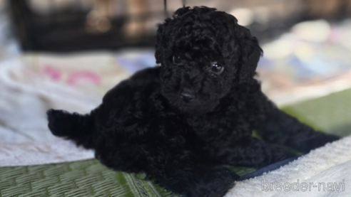 成約済の岡山県のトイプードル-311889の7枚目