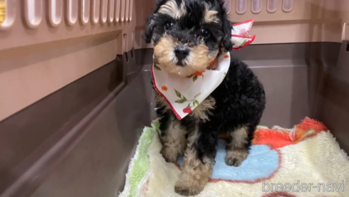 成約済の愛媛県のミックス犬-306661の3枚目
