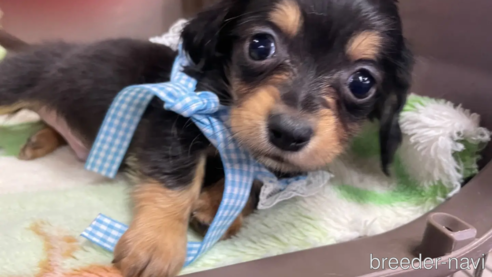 成約済の愛媛県のチワックス:チワワ×ミニチュアダックスフンド-298751