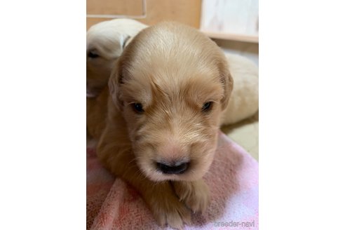 成約済の愛知県のゴールデンレトリーバー-316206の7枚目