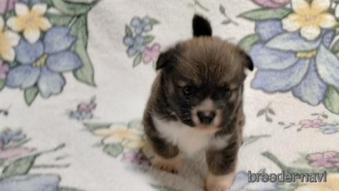 成約済の岩手県のミックス犬-316681の3枚目