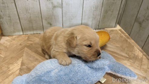 成約済の熊本県のゴールデンレトリーバー-317635の54枚目