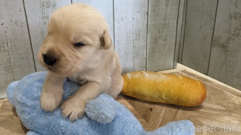 成約済の熊本県のゴールデンレトリーバー-317633の37枚目