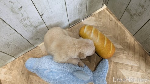 成約済の熊本県のゴールデンレトリーバー-317987の23枚目