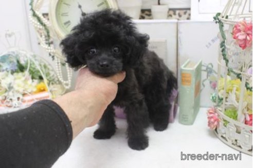 成約済の大阪府のミックス犬-305999の5枚目