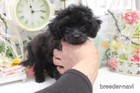 成約済の大阪府のミックス犬-305999の4枚目