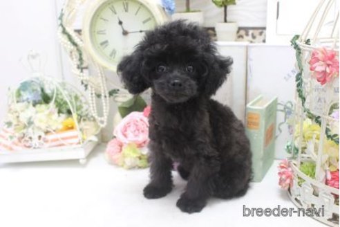 成約済の大阪府のミックス犬-305999の3枚目