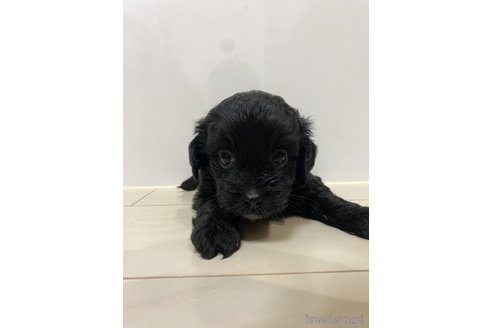 成約済の長崎県のチワプー:チワワ×トイプードル-318003の1枚目