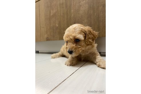 成約済の長崎県のトイプードル-318004の1枚目
