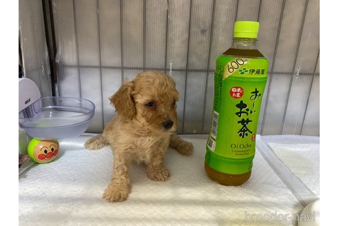 成約済の長崎県のトイプードル-318004の2枚目