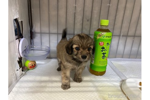 成約済の長崎県のチワプー:チワワ×トイプードル-318005の2枚目