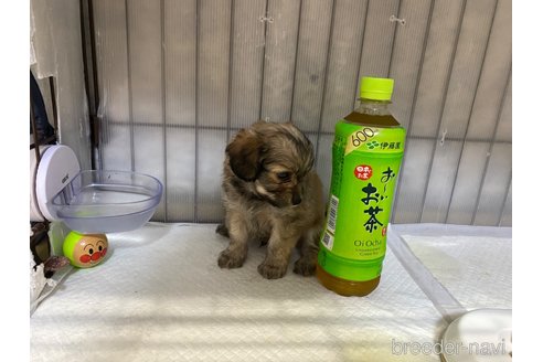 成約済の長崎県のチワプー:チワワ×トイプードル-318005の3枚目