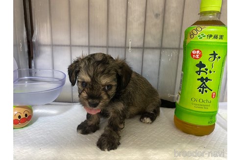 成約済の長崎県のチワプー:チワワ×トイプードル-318008の3枚目
