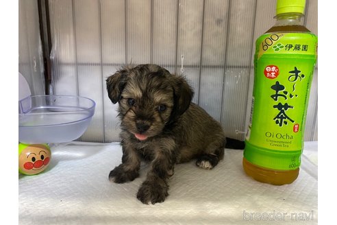 成約済の長崎県のチワプー:チワワ×トイプードル-318008の1枚目