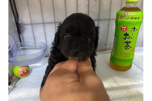 成約済の長崎県のチワプー:チワワ×トイプードル-318009の2枚目