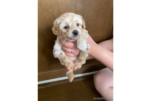 成約済の長崎県のマルプー:マルチーズ×トイプードル-318010の3枚目