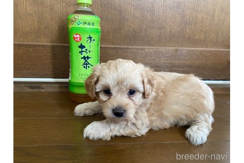 成約済の長崎県のマルプー:マルチーズ×トイプードル-318010の1枚目