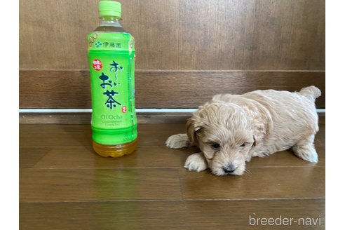 成約済の長崎県のマルプー:マルチーズ×トイプードル-318016の4枚目