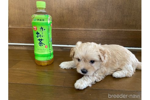 成約済の長崎県のマルプー:マルチーズ×トイプードル-318017の6枚目