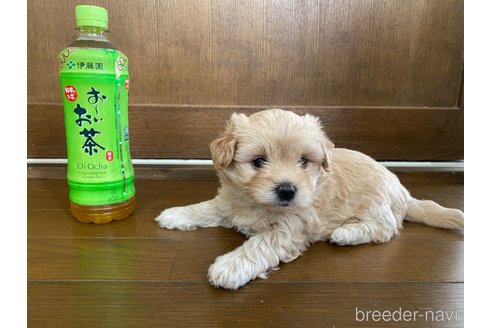 成約済の長崎県のマルプー:マルチーズ×トイプードル-318017の2枚目