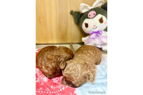 成約済の愛知県のタイニープードル-318035の5枚目