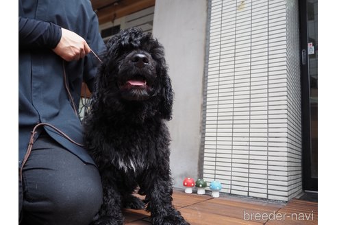 成約済の東京都のその他の犬種-318049の9枚目