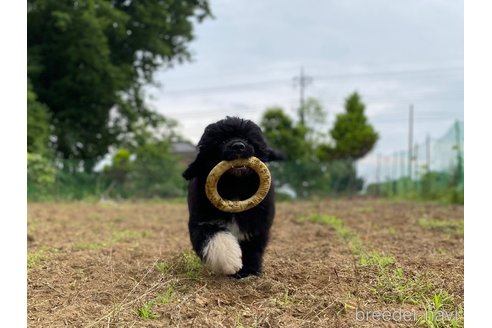 成約済の東京都のその他の犬種-318049の10枚目