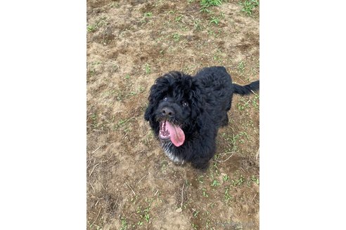 成約済の東京都のその他の犬種-318049の11枚目