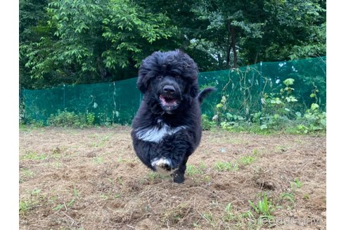 成約済の東京都のその他の犬種-318049の6枚目