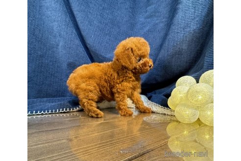 成約済の茨城県のトイプードル-318051の3枚目