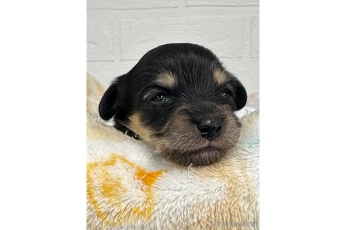 成約済の愛知県のチワックス:チワワ×ミニチュアダックスフンド-316290の20枚目